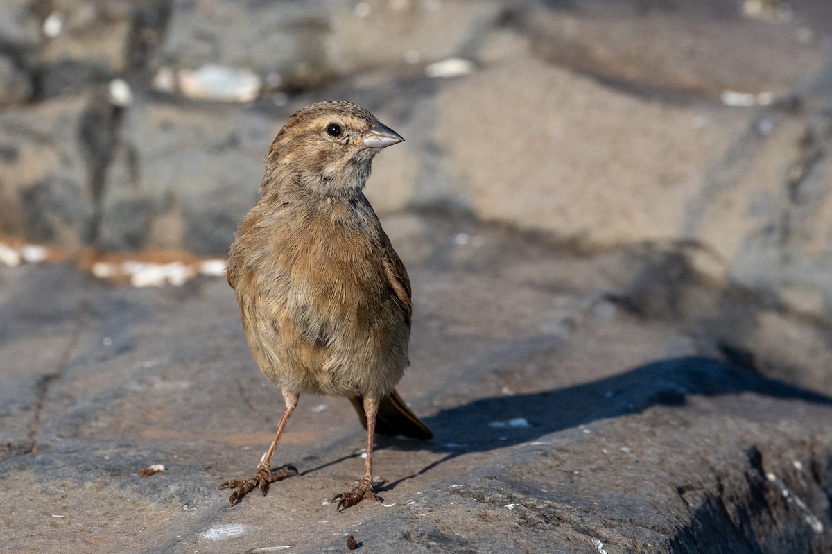 Lark-like Bunting - ML644398766