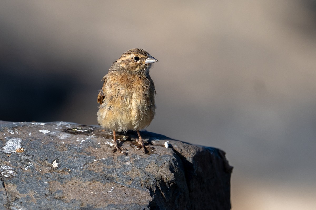 Lark-like Bunting - ML644398767