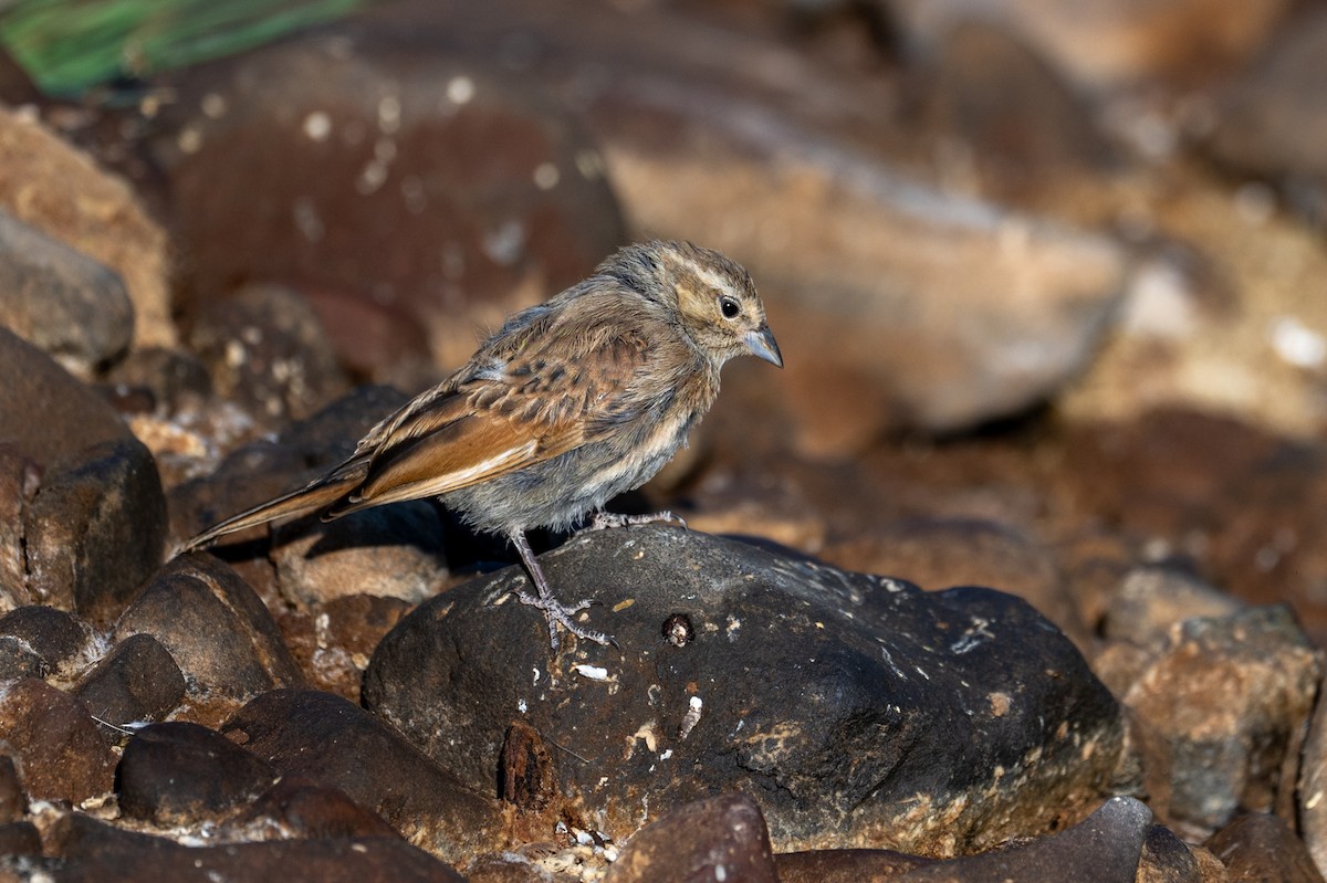 Lark-like Bunting - ML644398768
