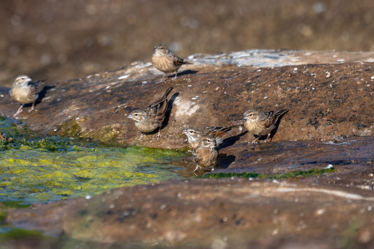 Lark-like Bunting - ML644398769
