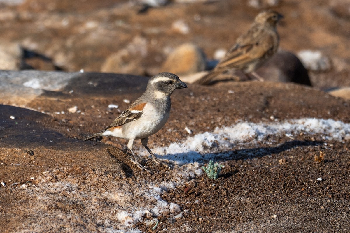 Cape Sparrow - ML644398772