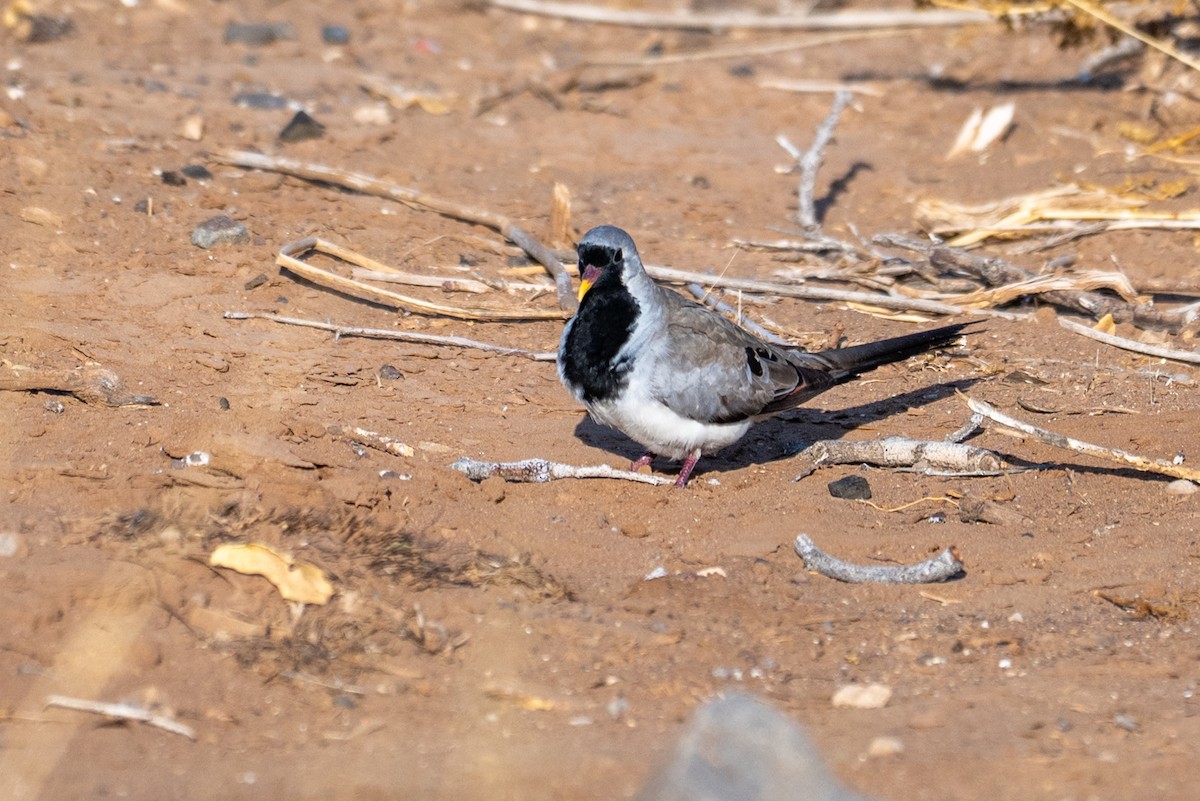 Namaqua Dove - ML644398774