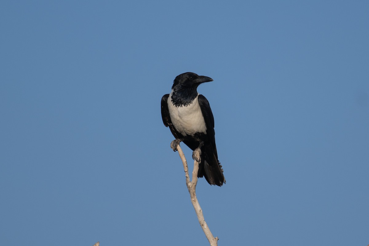 vrána černobílá - ML644398776