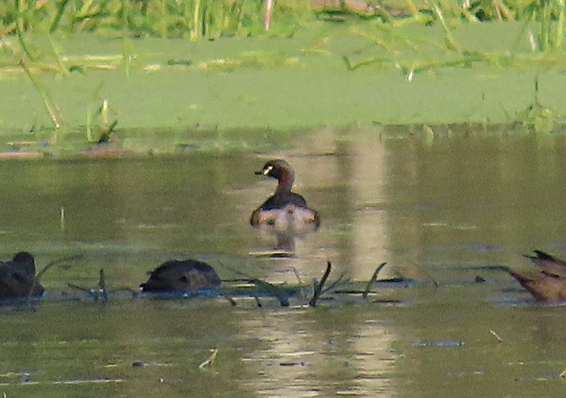 Australasian Grebe - ML644398781