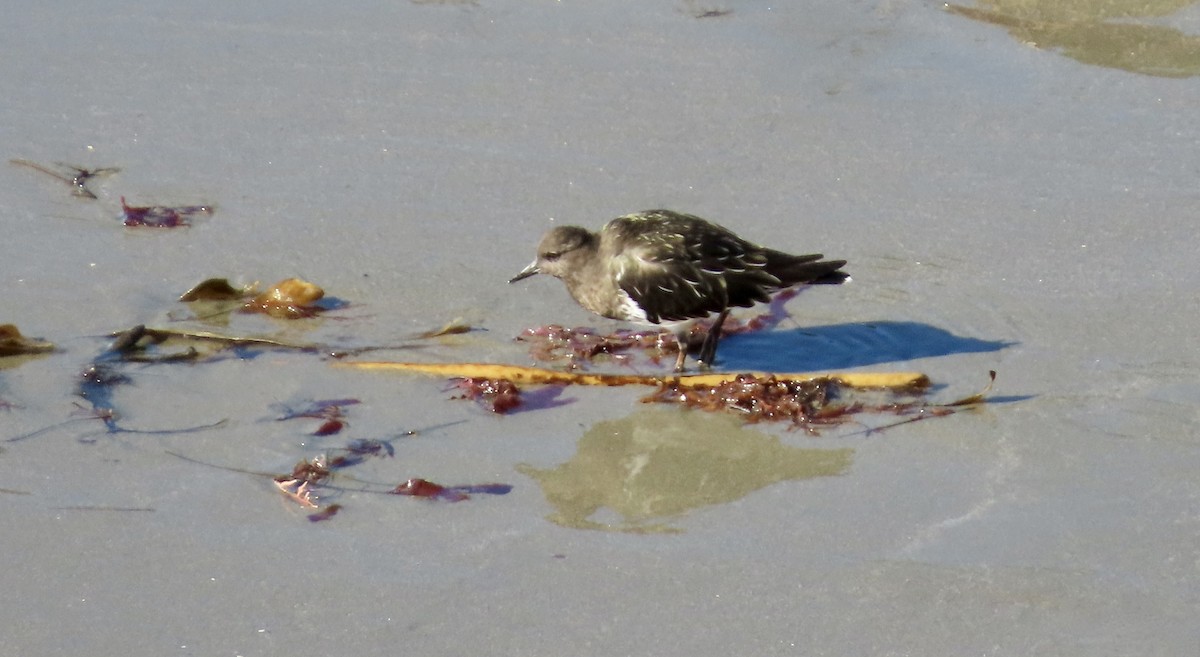 kamenáček černohlavý - ML644398790