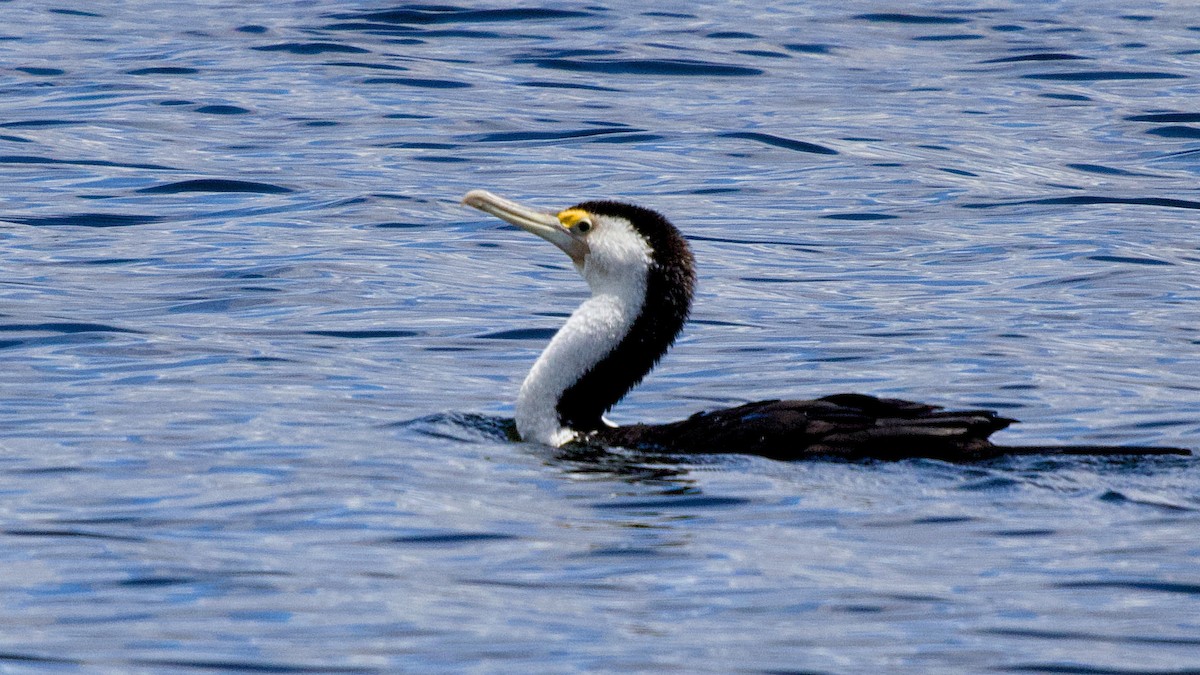 Pied Cormorant - ML644398805