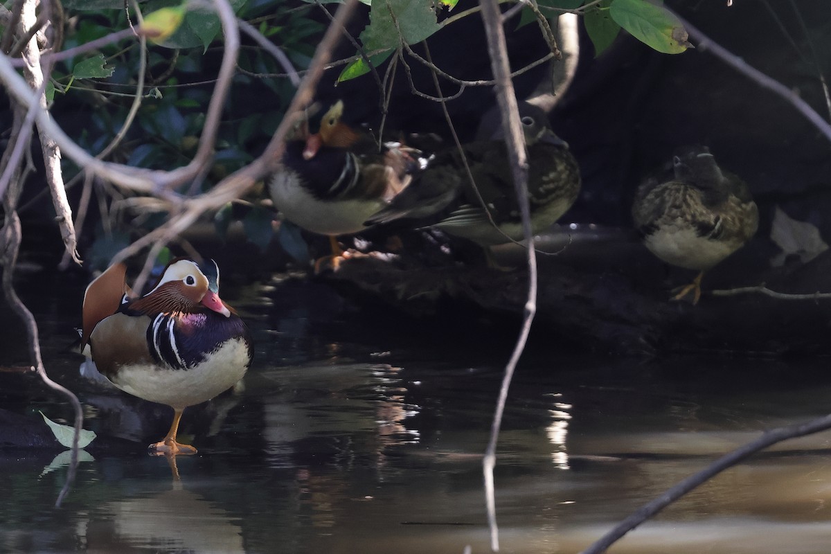 鴛鴦 - ML644398806