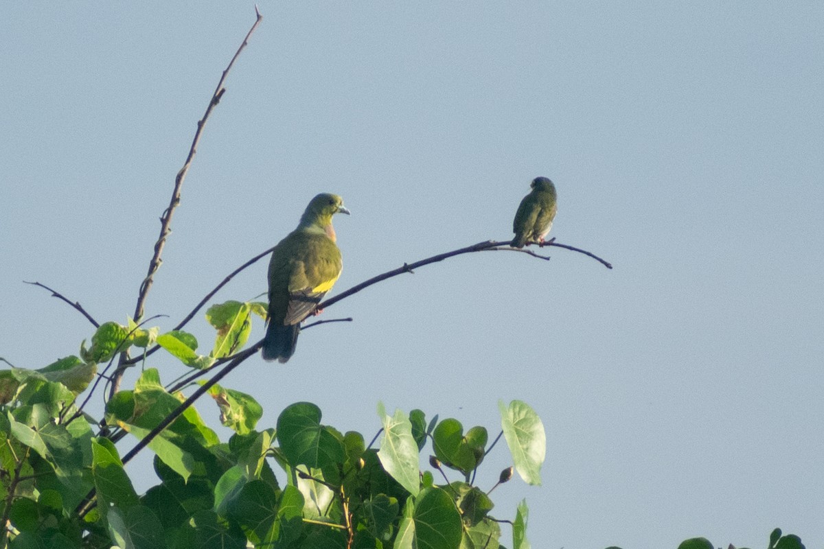 橙胸綠鳩 - ML644398809