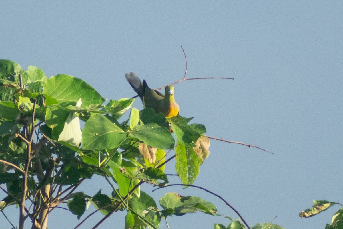 橙胸綠鳩 - ML644398810