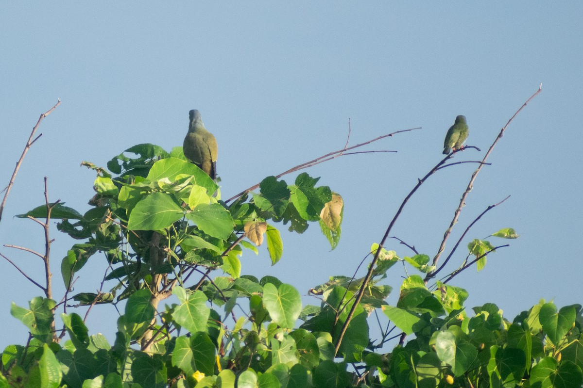 橙胸綠鳩 - ML644398811