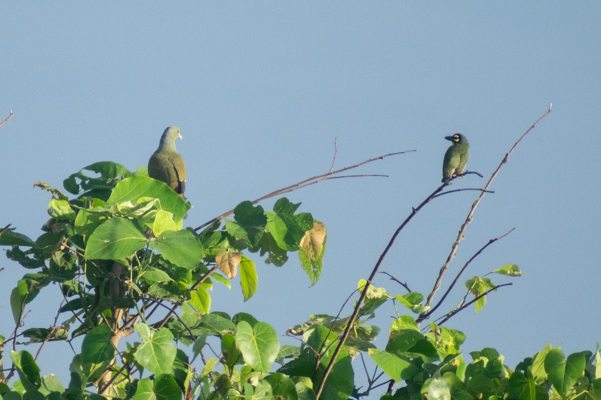 橙胸綠鳩 - ML644398812