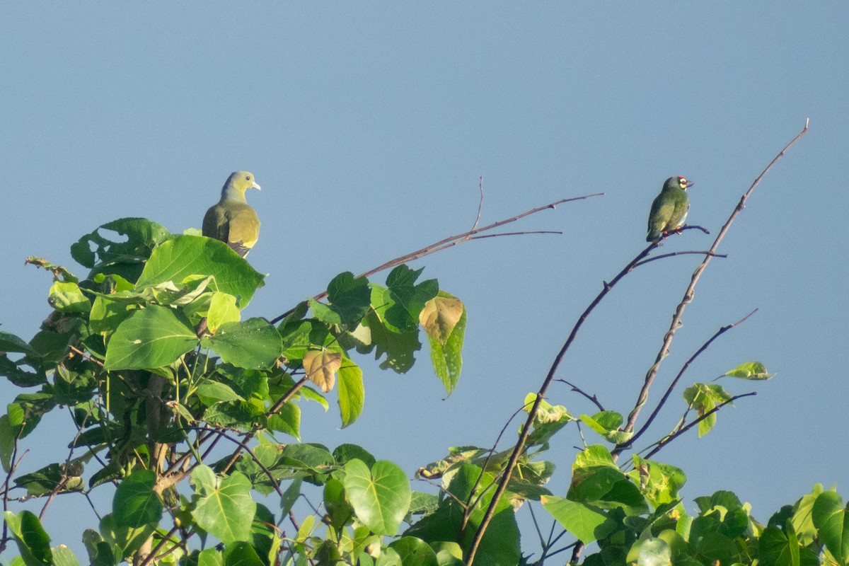 橙胸綠鳩 - ML644398813