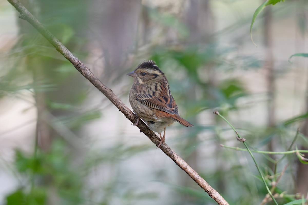 Самнаа хөмрөг - ML644398848