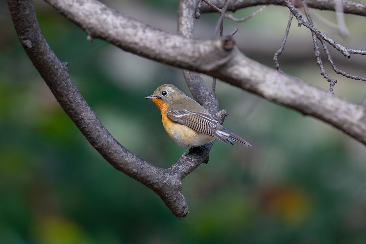 Mugimaki Flycatcher - ML644398865