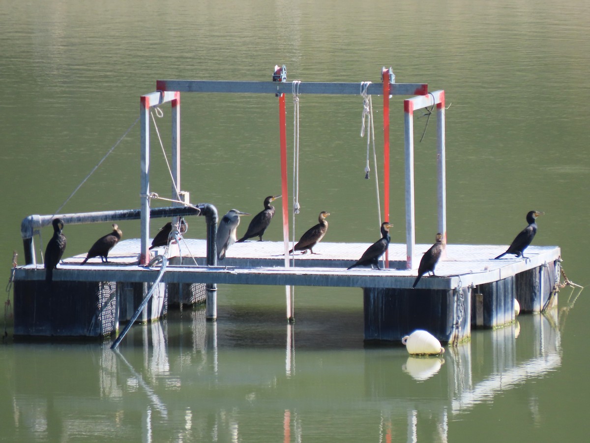 storskarv - ML644398873