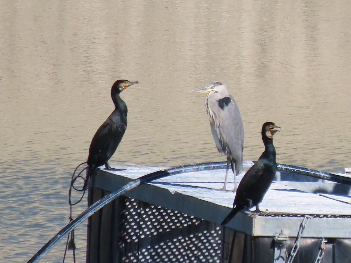 volavka popelavá - ML644398876