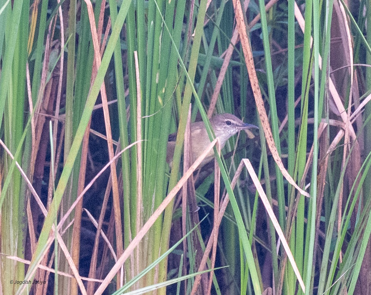 Clamorous Reed Warbler - ML644398877