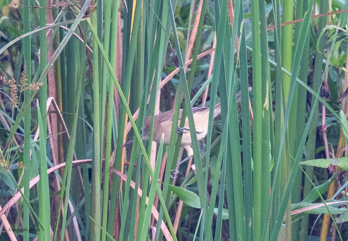 Clamorous Reed Warbler - ML644398878