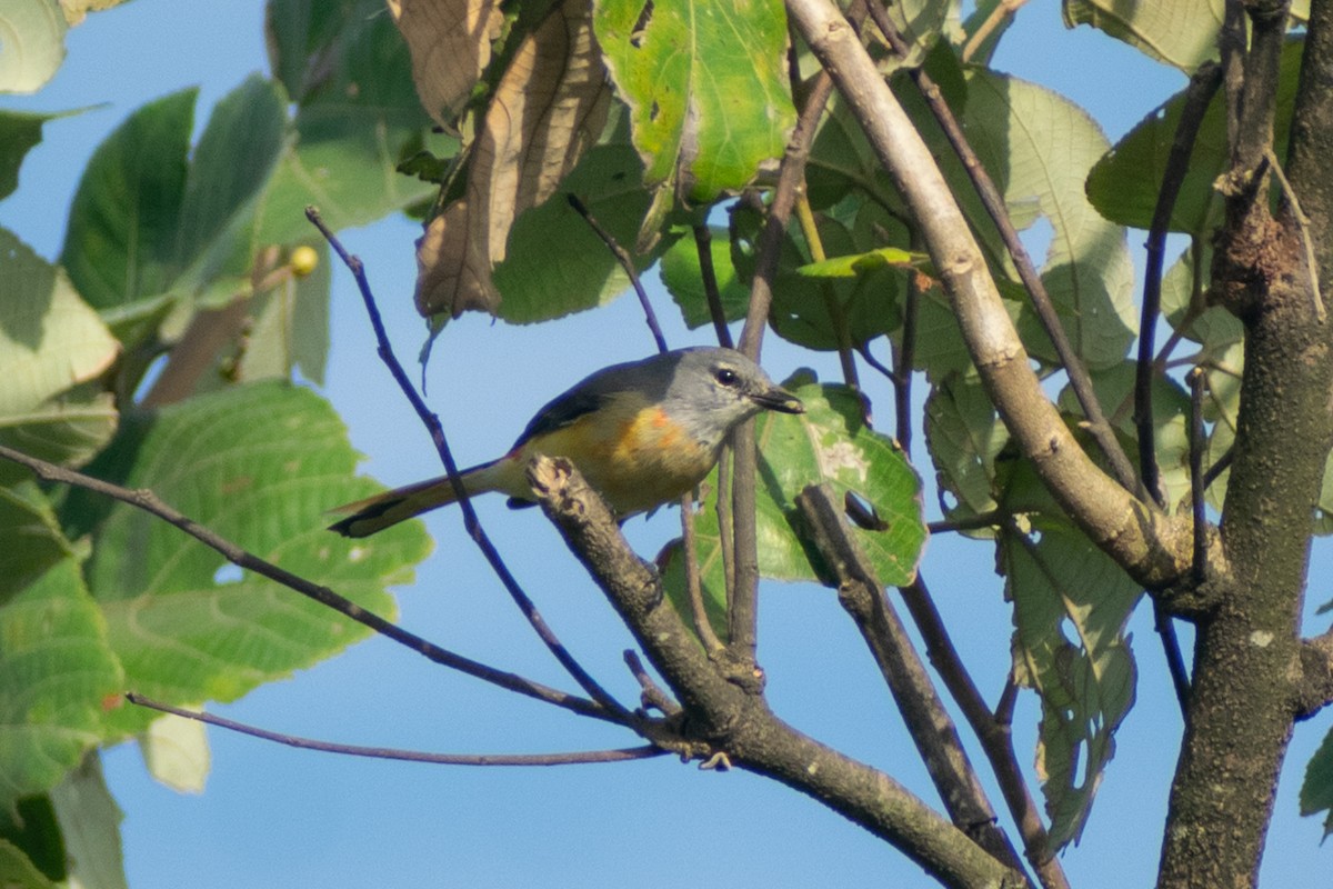 Zwergmennigvogel - ML644398882