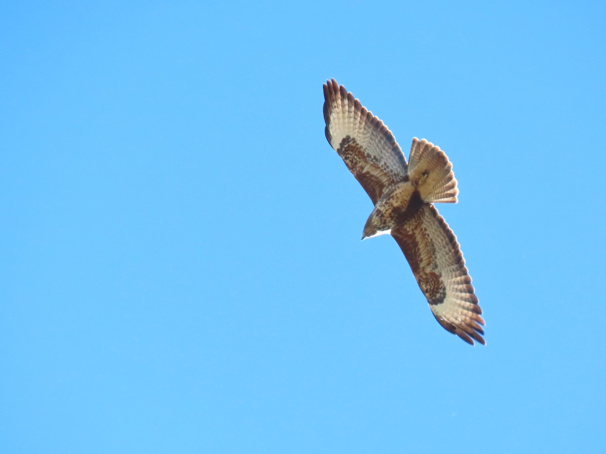 káně lesní - ML644398883