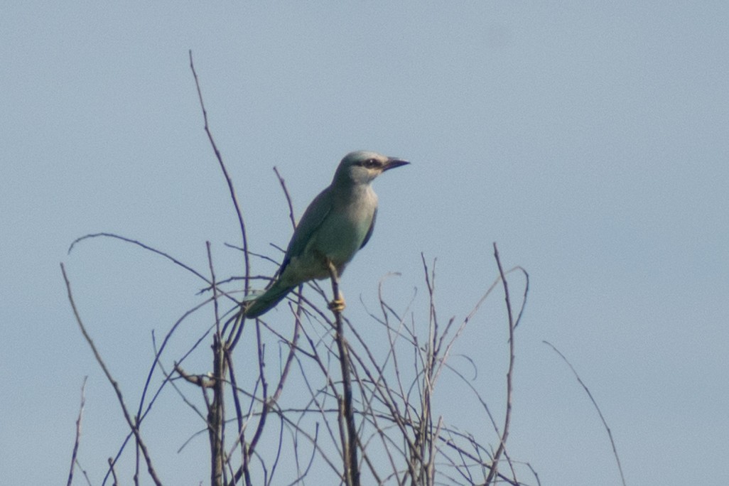 Сиворакша євразійська - ML644398887