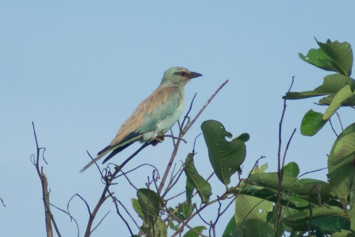 Сиворакша євразійська - ML644398888