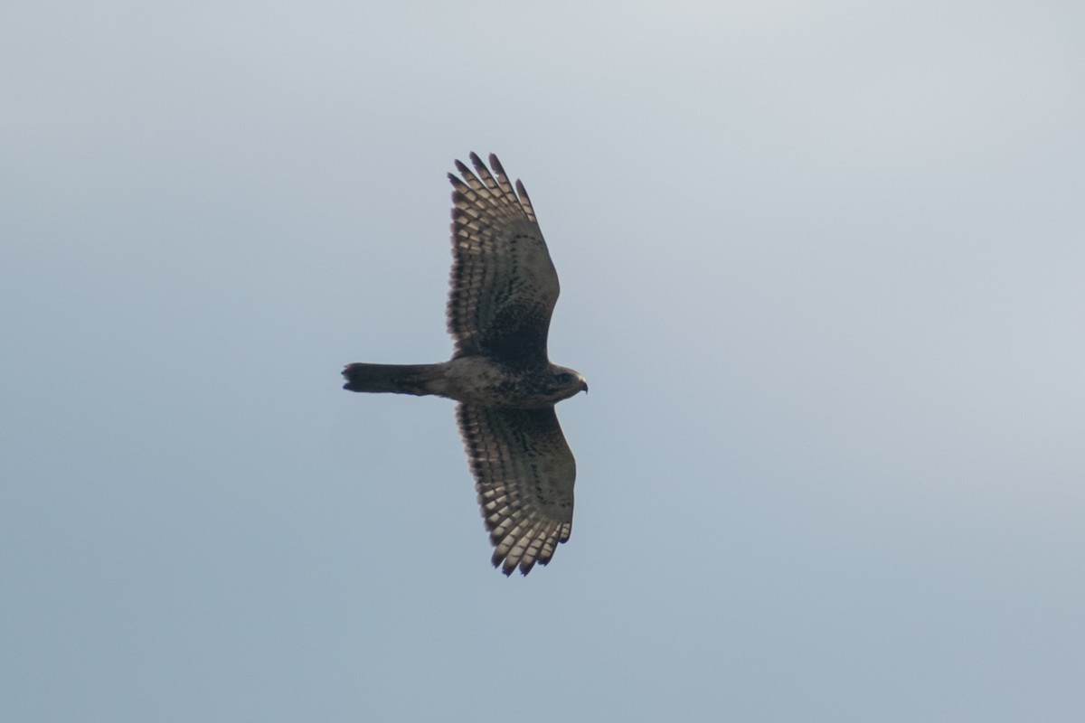 White-eyed Buzzard - ML644398893