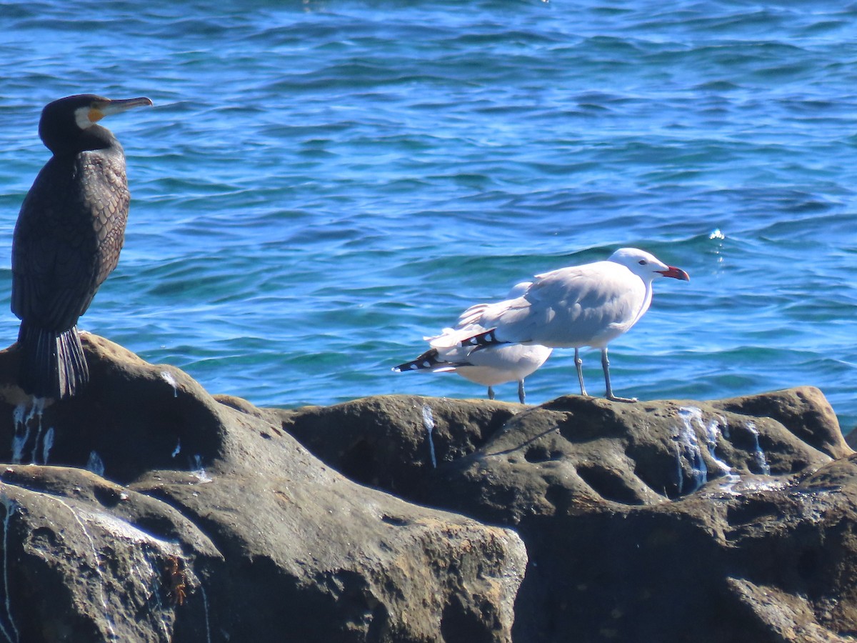 racek zelenonohý - ML644398894