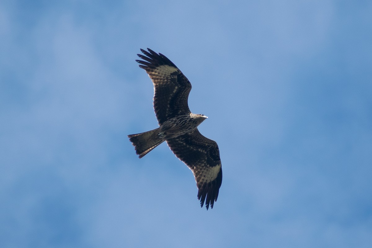 luňák hnědý (ssp. lineatus/formosanus) - ML644398895