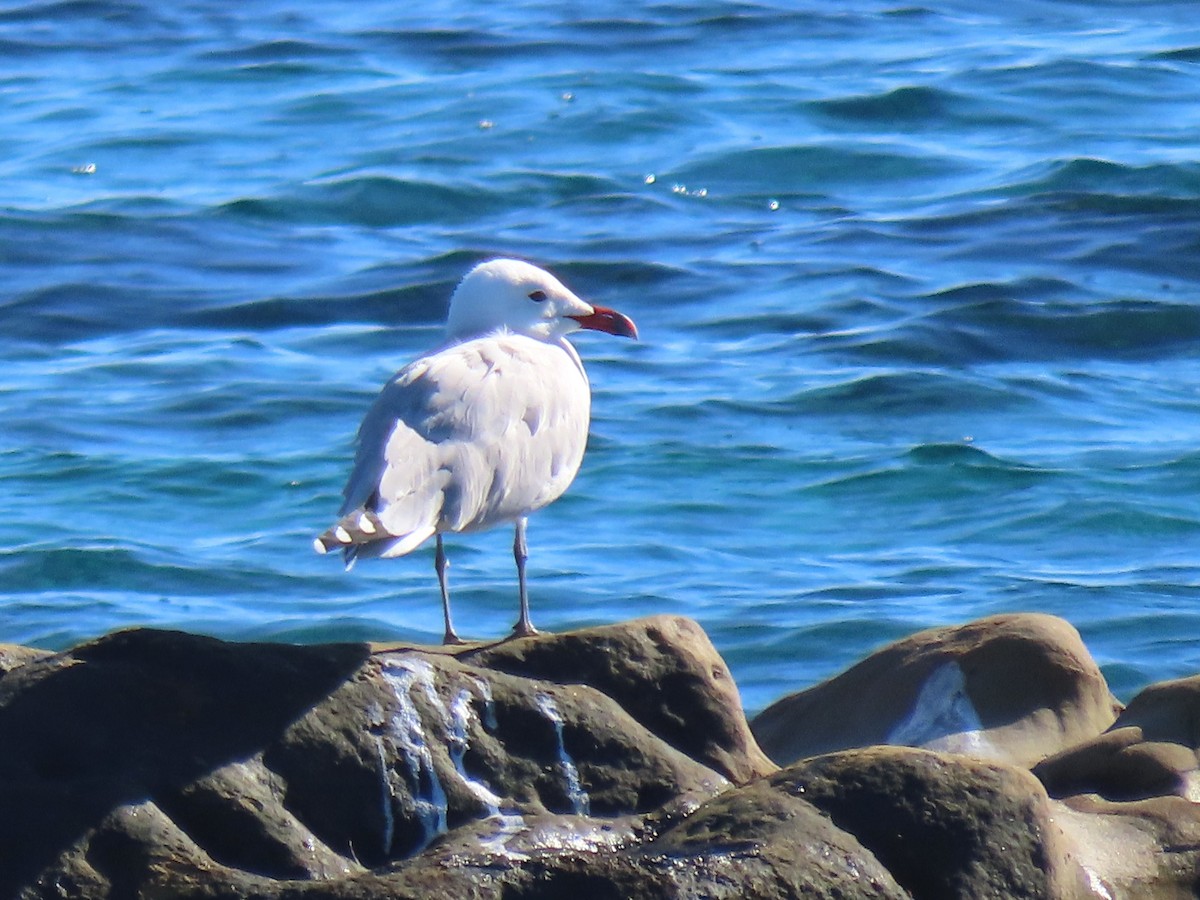 racek zelenonohý - ML644398896