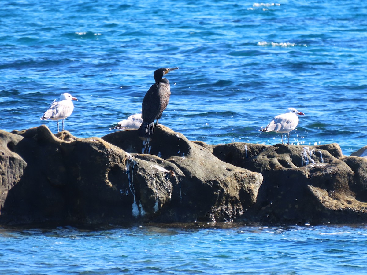 storskarv - ML644398898