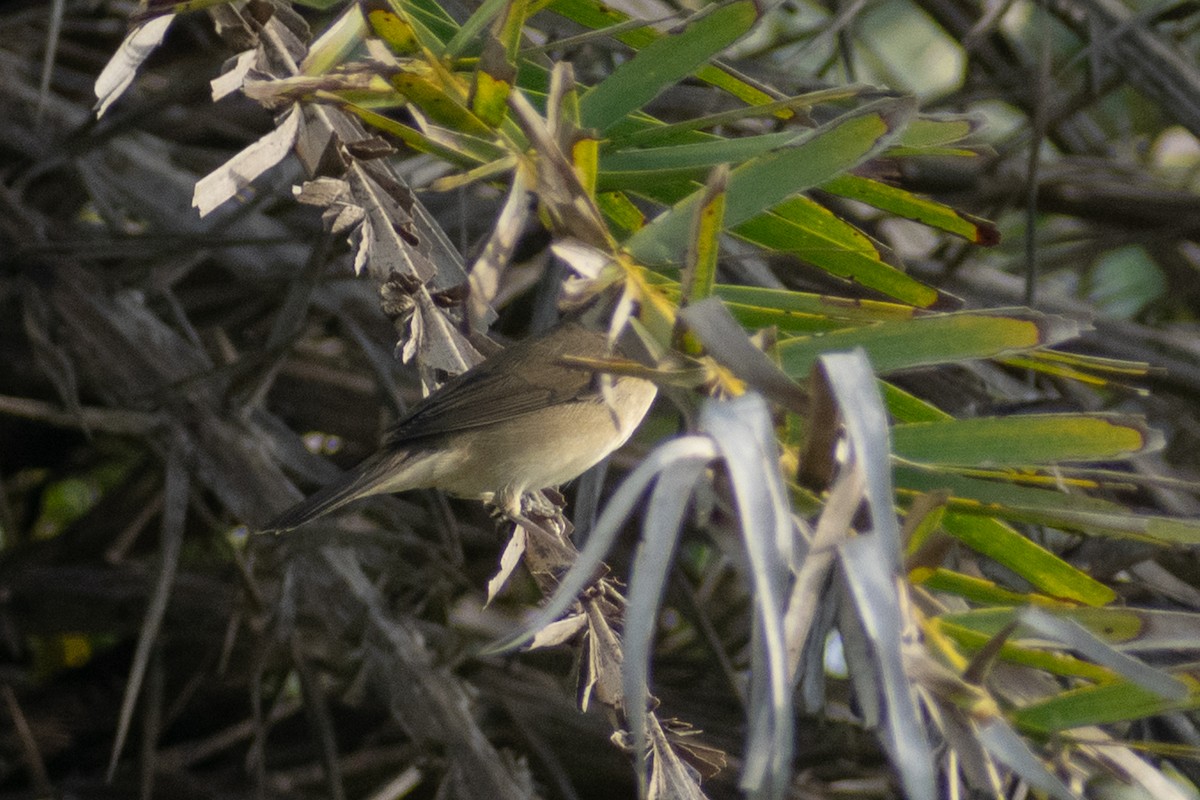Rousserolle des buissons - ML644398909