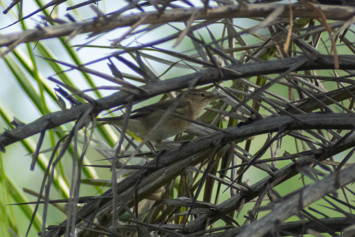 Rousserolle des buissons - ML644398910