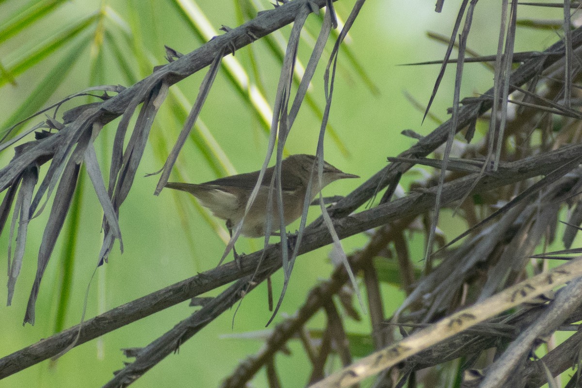 Rousserolle des buissons - ML644398911
