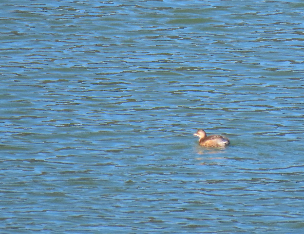 potápka malá - ML644398913