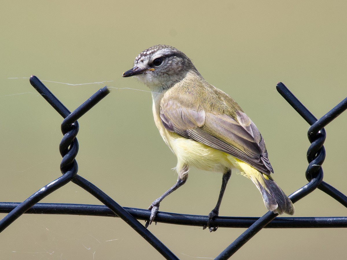 Yellow-rumped Thornbill - ML644398919