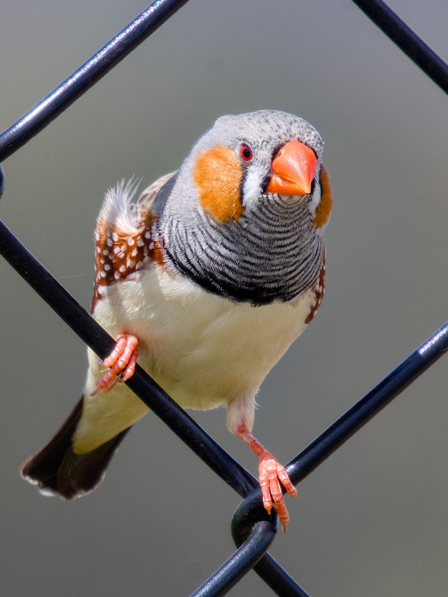 Diamant mandarin - ML644398921