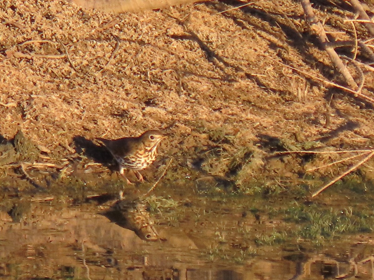 drozd zpěvný - ML644398926