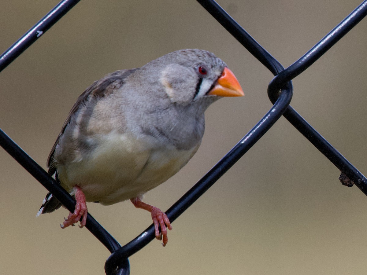 Diamant mandarin - ML644398927