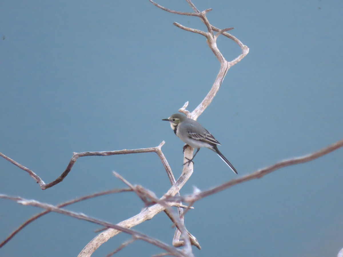 Bachstelze - ML644398930