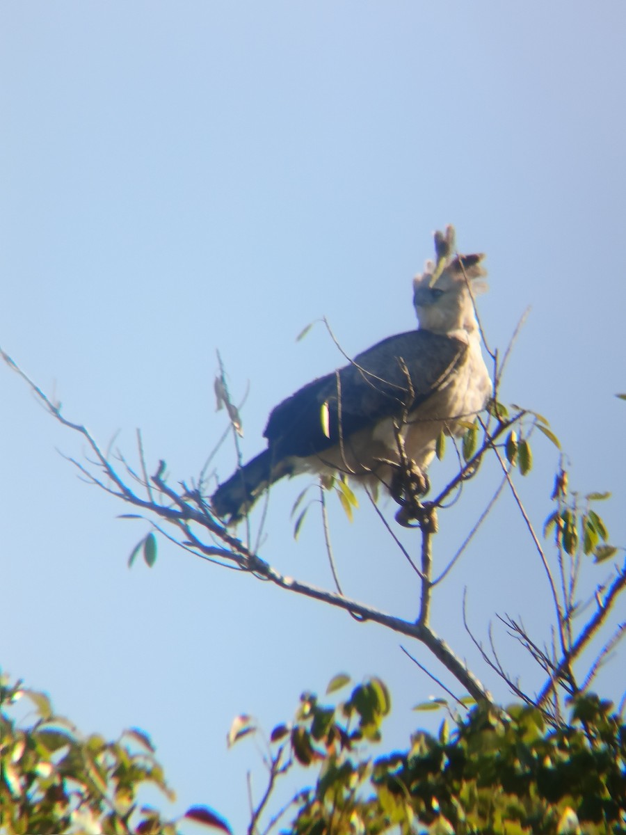 Harpie féroce - ML644398933