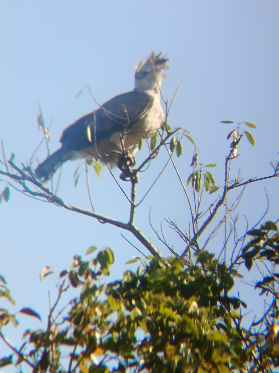 Harpie féroce - ML644398934