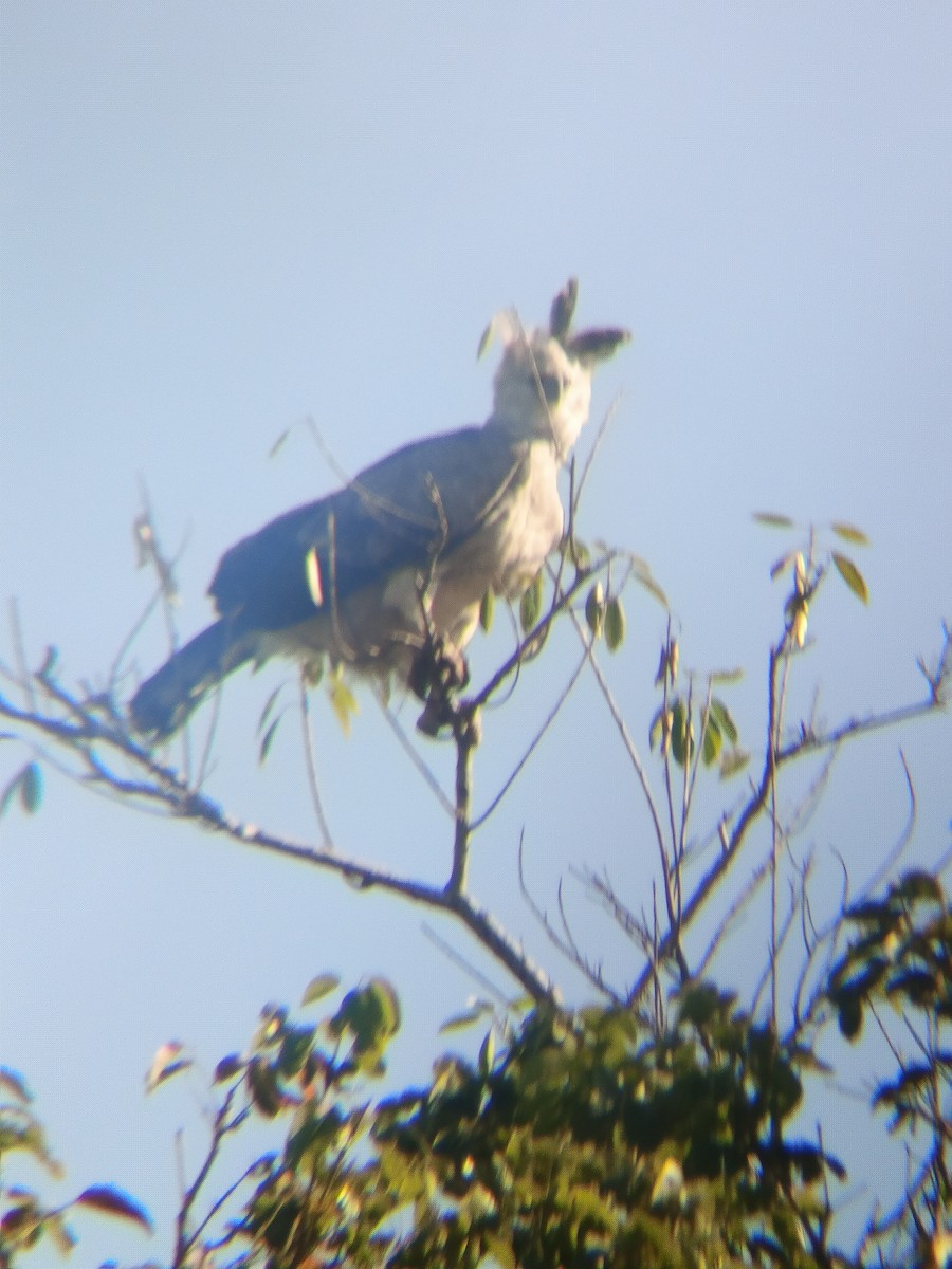 Harpie féroce - ML644398936