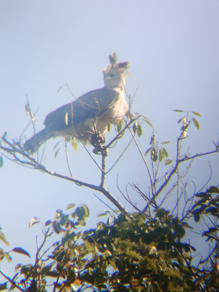 Harpie féroce - ML644398937