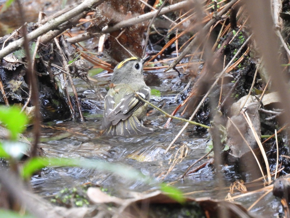 Goldcrest - ML644398938
