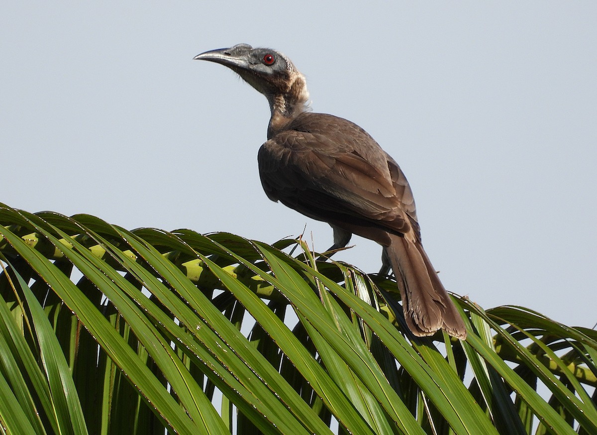 Медівник рогодзьобий - ML644398944