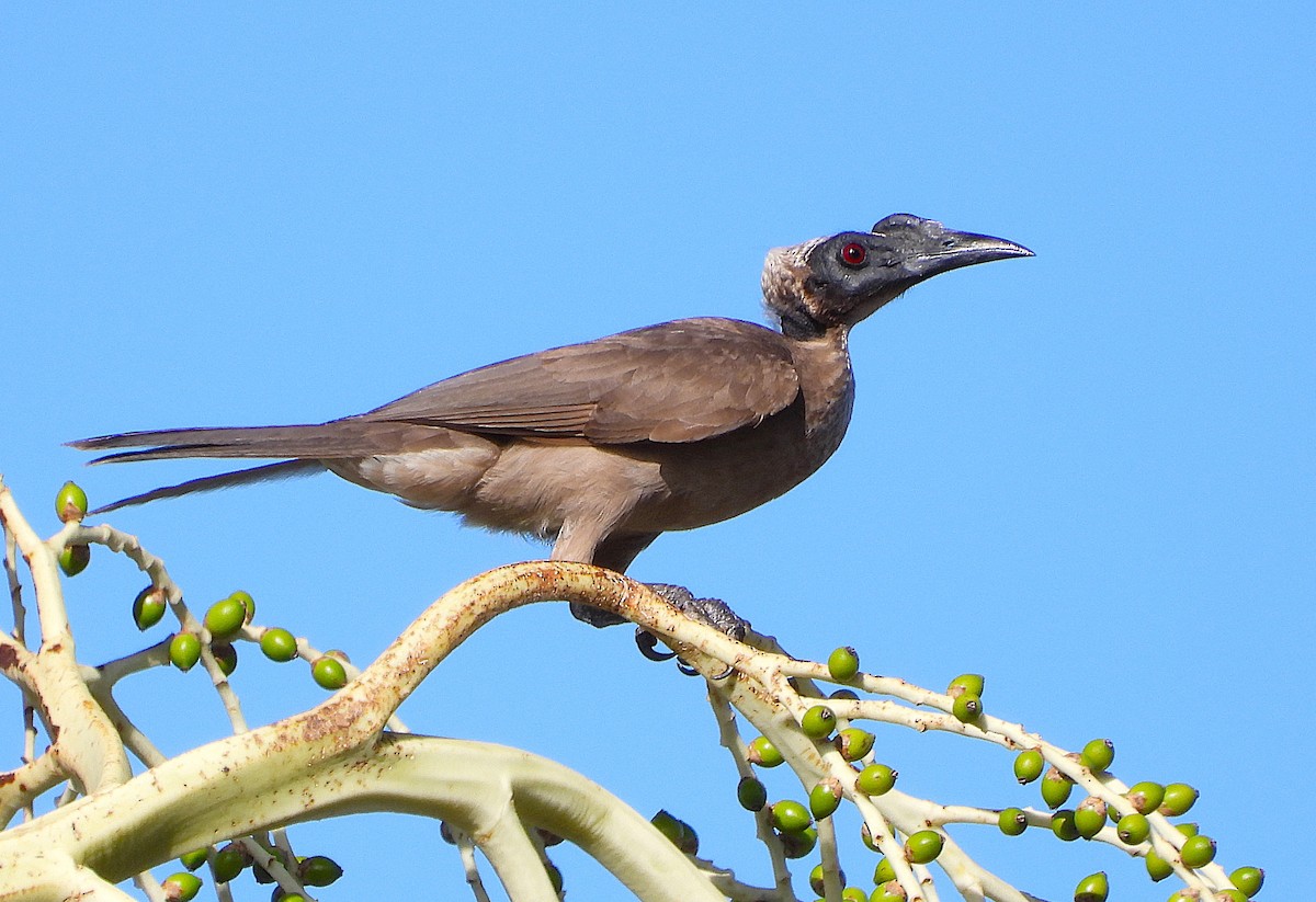 Медівник рогодзьобий - ML644398945