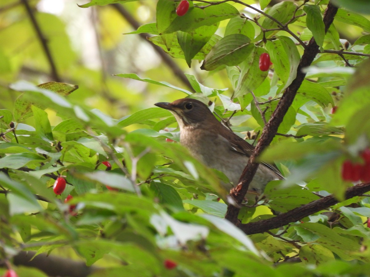 Pale Thrush - ML644398947