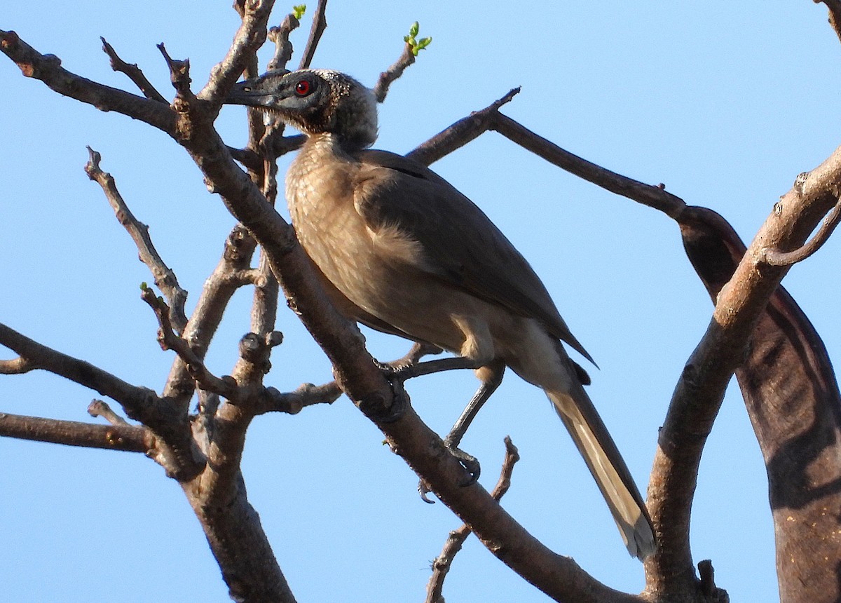 Медівник рогодзьобий - ML644398949