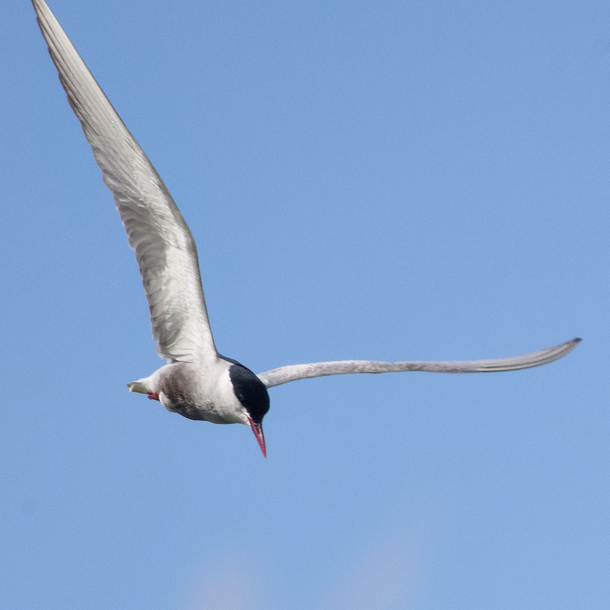 Whiskered Tern - ML644398950